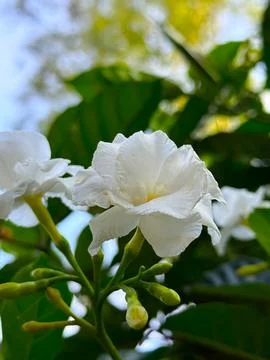 Up-close perspective showcasing the delicate white petals of crape jasmine fl Stock Photos