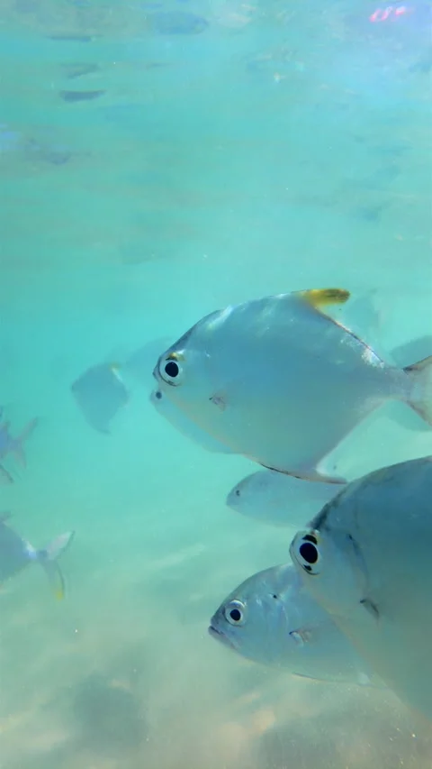 Close Up Perspective Of Tropical Fish Gliding Through Turquoise Sea Water In Hik 库存影片 329224674