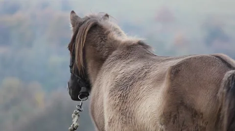 Close perspective view to a grey, pregnant pony Stock Footage 64181590