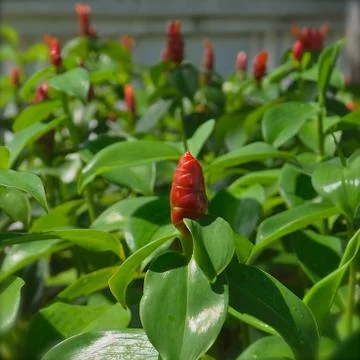 Close up perspective view of red flower Stock Photos