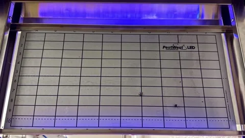 Close-Up of PestWest LED Insect Control Device with Blue Light 스톡 동영상 333939361