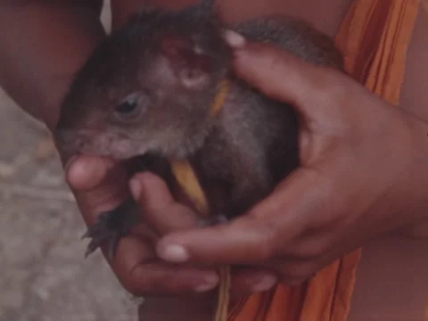 Close of pet agoudi held by Indian boy who looks down at it. Stock Footage 147901672