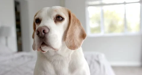 Close up of pet dog sitting on bed at home, slow motion Video stock 246522980