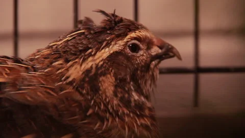 Close-Up of Pet Quail Blinking 스톡 동영상 236269174