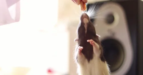 Close-up of a pet rat reaching up to take a treat from a human hand Stock Footage 339069698