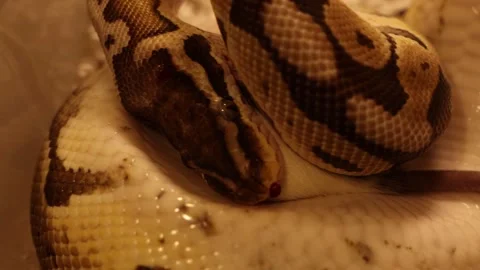 Close Up of Pet Snake Constricting and Wrapping a Mouse Stock-Footage 341502084