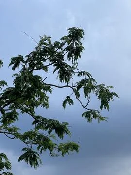 Close-Up of Petai Tree with Pods on a Cloudy Evening Stock Photos