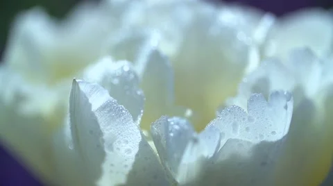 Close up of a petal of a tulip with the dewdrops macro Stock-Footage 55526203