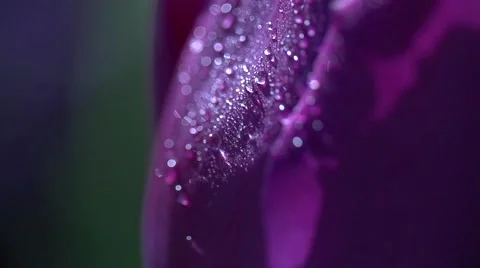 Close up of a petal of a tulip with the dewdrops macro Video stock 55526291