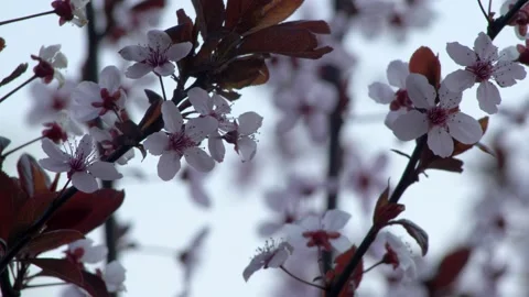 Close up petals of flowering cherry tree. Stock Footage 154581656