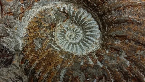 Close Up of Petrified Ammonite Fossil Stock Footage 328847872