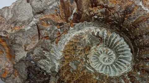 Close Up of Petrified Ammonite Fossil Stock Footage 328850718