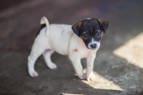 Close up pets focus on camera Stock Photos