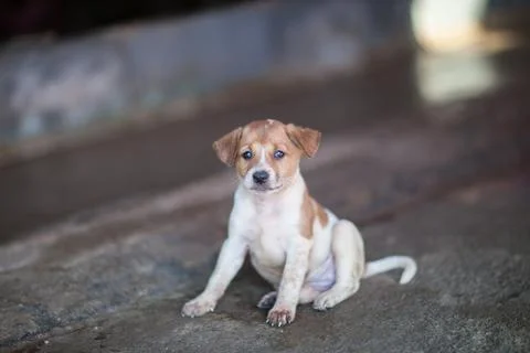Close up pets focus on camera Stock Photos