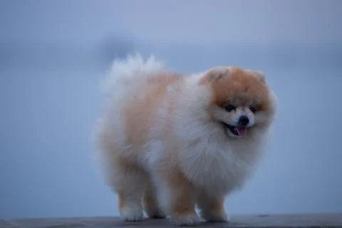 Close up pets focus on camera Stock Photos