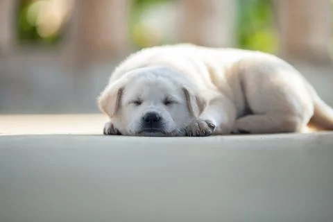 Close up pets focus on camera Stock Photos