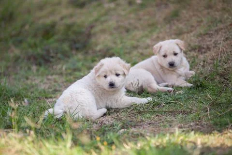 Close up pets focus on camera Stock Photos
