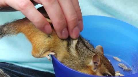Close up of petting a friendly chipmunk as he eats out of a bowl Video stock 63149521