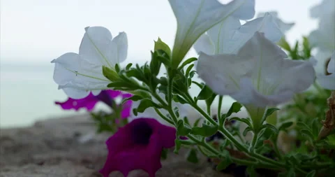 Close up of Petunia flowers blowing in the wind Stock Footage 157478852