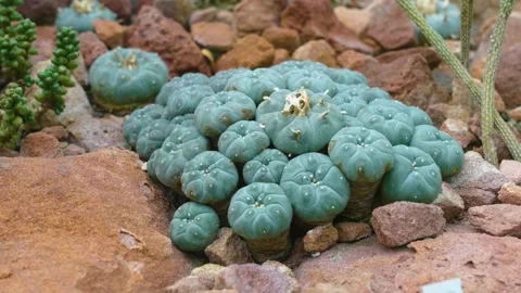 Close up of peyote cactus  Stock Footage 241016071