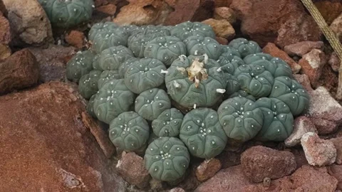 Close up of a peyote cactus Stock Footage 269849625