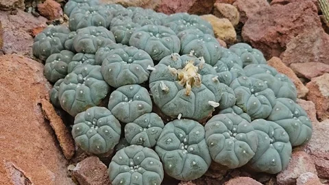 Close up of peyote cactus school Stock Footage 277379870
