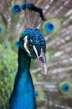 Close up pf preening peacock Stock Photos