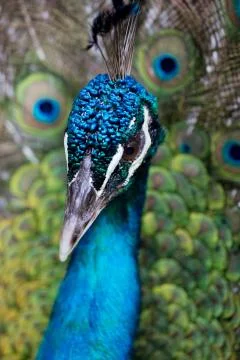 Close up pf preening peacock Stock Photos