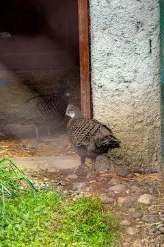 Close-up of a pheasant-like bird with patterned feathers near a wooden door.. Foto stock