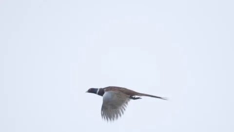 Close up of a Pheasant flying through the snowy woods of Konopiste, Czech Stock Footage 104636124