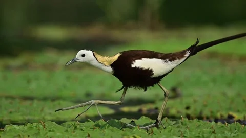 Close-up of a Pheasant-tailed Jacana with Large Feet Walking on Floating Leaves Stock Footage 340878203