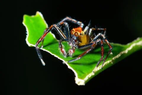 Close up of phidippus regius jumping spide Stock Photos