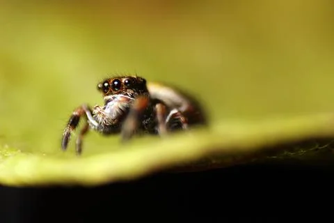 Close-up of Phidippus regius on leaf Stock Photos