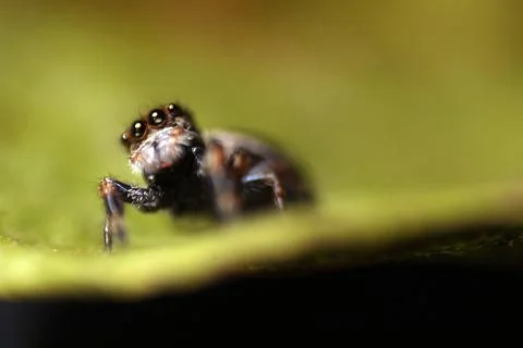 Close-up of Phidippus regius on leaf Stock Photos