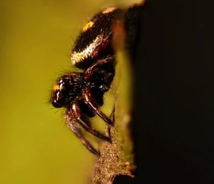 Close-up of Phidippus regius on leaf Stock Photos