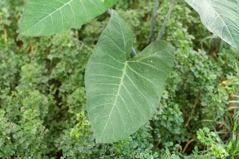 Close up of the Philodendron leaf. Monstera Foto stock