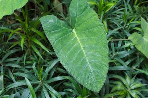 Close up of the Philodendron leaf. Monstera Stock Photos