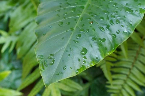 Close up of the Philodendron leaf. Monstera Stock Photos
