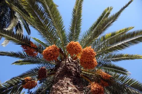 A close up of a phoenix dactylifera palm tree Stock Photos