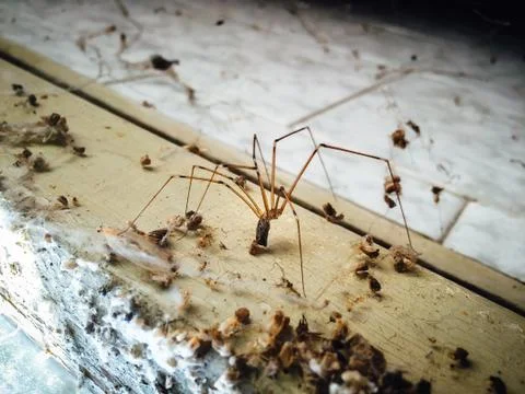 Close up of Pholcus phalangioides spider. Фото