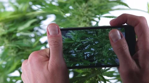 Close-up of a phone screen making a video of a marijuana plant. Stockbeeldmateriaal 136823445