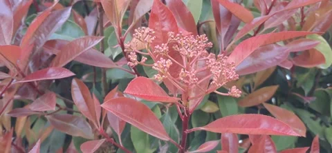 Close-up of Photinia Red Robin with spring flower buds. Stock Footage 332890548