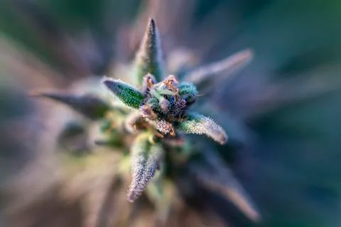 Up Close Stock Photos