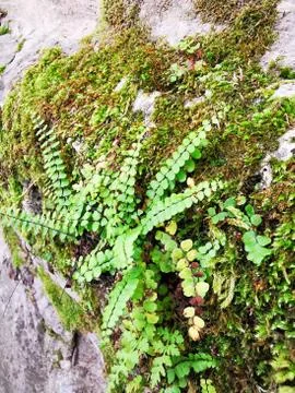 A close up of a Stock Photos