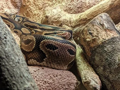 Close-up photo of Asian python resting in its cage at the zoo Stock Photos