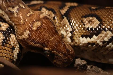 Close-up photo of a ball python snake coiled up and resting on a wooden surface Stock Photos