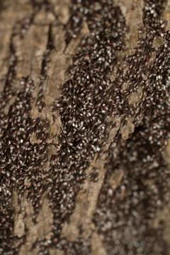 Close up photo of bugs on the trunk Stock-Fotos