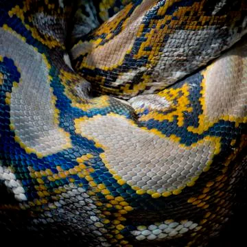 Close-up photo of burmese python (Python molurus bivittatus) isolated on blac 스톡 사진