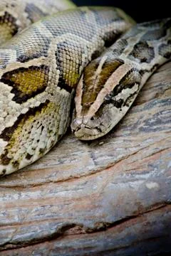 Close-up photo of burmese python (Python molurus bivittatus) isolated on blac 写真素材