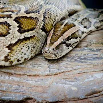 Close-up photo of burmese python (Python molurus bivittatus) isolated on blac Stock Photos